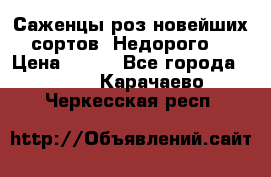 Саженцы роз новейших сортов. Недорого. › Цена ­ 350 - Все города  »    . Карачаево-Черкесская респ.